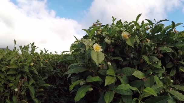 Flores e sementes que dão frutos de uma árvore de chá. No pano de fundo de um céu azul . — Vídeo de Stock