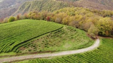 Dron dağlarda çay tarlaları alansal görünümünü. Fırtınalı bir gökyüzü arka planı. Sonbahar