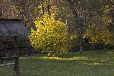 sonbahar manzarası. sonbahar Park'ta. sonbahar ormanda. Yalnız güzel sonbahar ağaç. eski ağaç.
