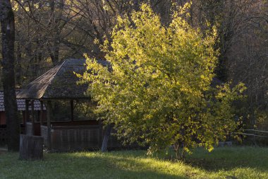 Sonbahar manzara orman. Alandaki sarı yaprakları ile yalnız bir ağaç. Arka plan, sarı-kırmızı yapraklar ile yoğun bir orman. Bulutlu hava. Yakın çekim.
