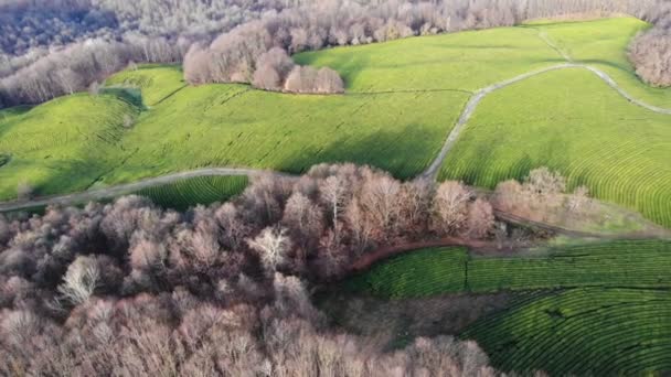 Drone Shot de vista superior en la plantación de té verde en otoño — Vídeos de Stock