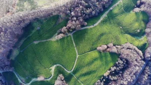 Снимок дрона с верхней точки на плантации зеленого чая осенью — стоковое видео