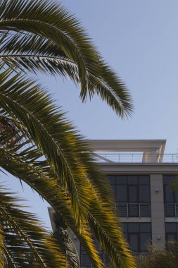 Mavi gökyüzü arka plan ve metin için yer ile modern bina yeşil palmiye ağacı