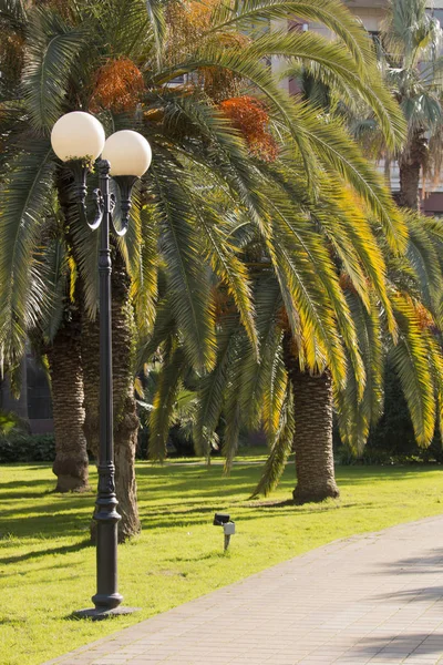 Palmbomen in het stadspark op mooie zonnige dag. Stockafbeelding