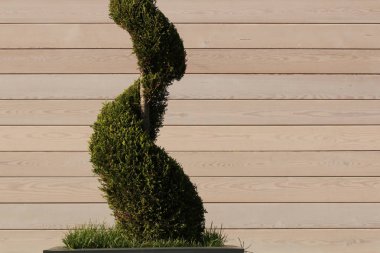 Soyut iç ahşap duvar ve küçük yeşil Dekoratif ağaç büyüyen bir pod. Kopya alanı ile