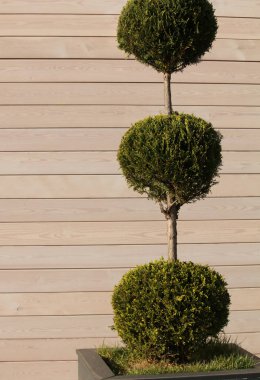 Soyut iç ahşap duvar ve küçük yeşil Dekoratif ağaç büyüyen bir pod. Kopya alanı ile. dikey