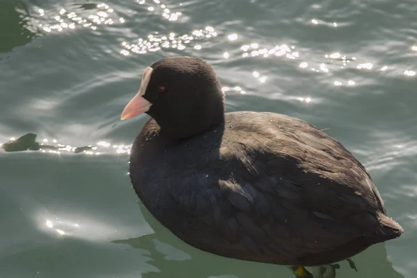 Close-up van een koet zwemmen in het water — Stockfoto