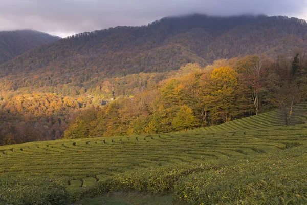 panoramik çay tarlaları dağlarda. Fırtınalı bir gökyüzü arka planı. Sonbahar