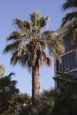 Mavi gökyüzü arka planında yeşil palmiye ağacı ve modern bina