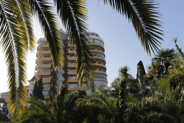 Palmier vert sur fond bleu ciel et bâtiment moderne — Photo