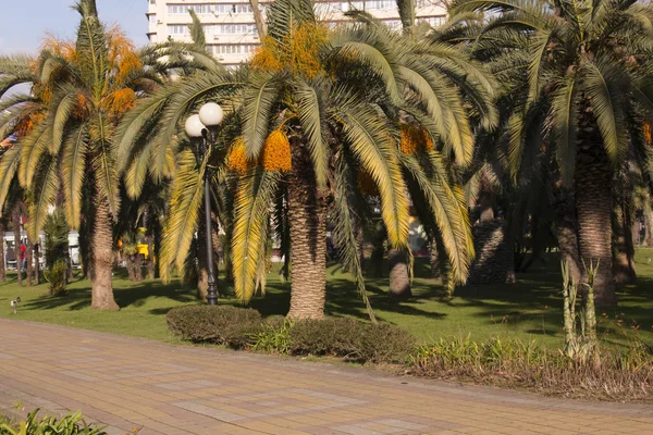 Palmeras en el parque de la ciudad en un hermoso día soleado. fondo borroso — Foto de Stock