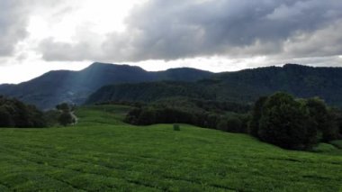 Yeşil Yağmur Ormanları Jungles üzerinde Aerial Drone Uçuş, Arka Planda Dağ Sırası. Seyahat Tatil Turizm. Doğa Manzara. Kuşlar göz görünümü, sinematik 4k