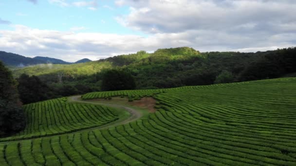 Drone shot aerial piękny krajobraz w plantacji herbaty. Piękna droga w terenie — Wideo stockowe