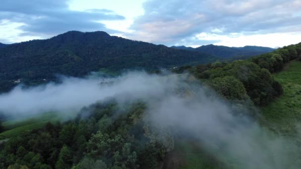 Mystic och dimmigt Drone flygning över trädkronorna primära tropiska regnskogen. Fågelperspektiv, filmisk 4K — Stockvideo