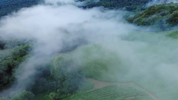 Gölgelik birincil tropikal yağmur ormanları üzerinde mistik ve sisli drone uçuş. Kuşlar göz görünümü, sinematik 4k — Stok video