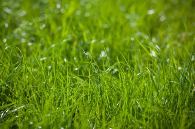 Bokeh yeşil çim ve güzellik doğal arka plan bulanık. Seçici odak yakın çekim çekim bulanık Özeti