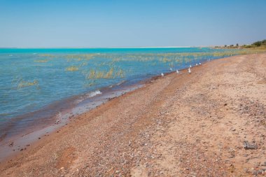 Martılar sürüsü sazlık ile gölün kıyısında üzerinden uçar