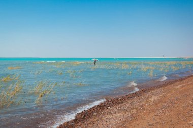 sazlık bir göl kıyısında yiyecek arayan martılar sürüsü