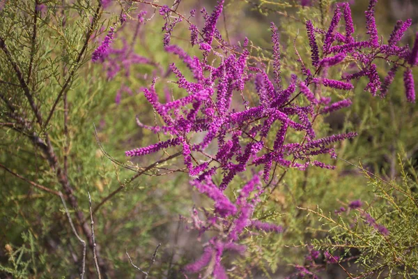 Petites Fleurs Violettes Sur Les Buissons Dans Foyer Sélectif Nature — Photo