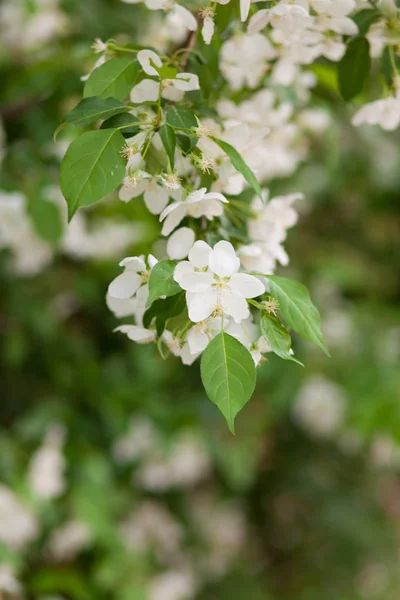 盛开的白色苹果花特写模糊背景 春天的共鸣 选择性聚焦 — 图库照片