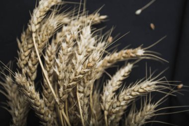 Buğday siyah kumaş arka plan üzerinde kulakları dan sonbahar natürmort