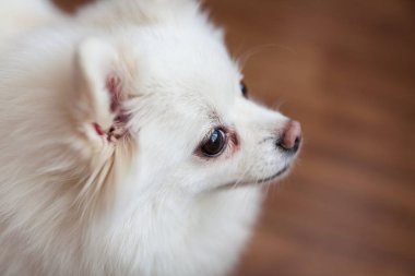 güzel beyaz spitz düşünceli mesafe içine arıyorum. Bir pet portre portre. Seçici odak