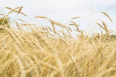 Altın olgun buğday alanı kapatın. Manzara