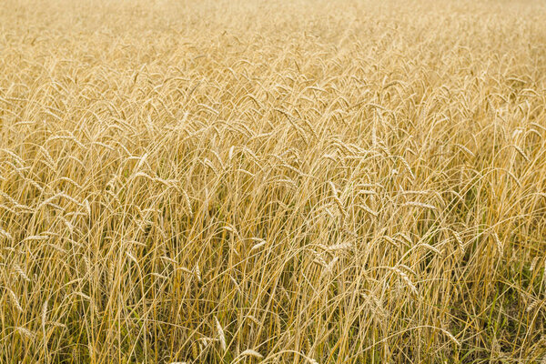 Field of golden ripe wheat close up. Landscape