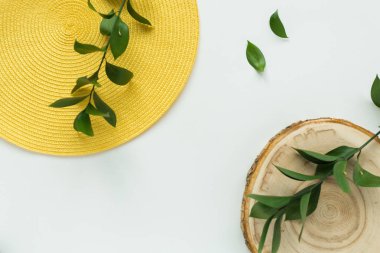 Beyaz arka planda bitkiler dalları, üst görünüm. Düz yatıyordu, üst görünüm