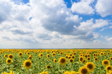 Mavi gökyüzüne karşı bir güneş çiçeği alanı. Konsept hasat