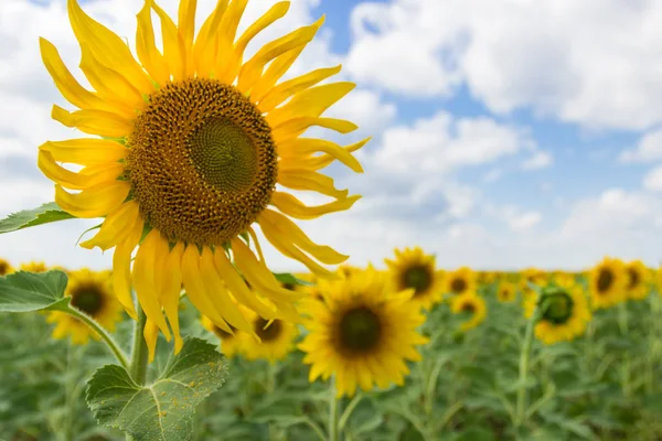 Güneşli bir günde ayçiçeği tarlası. Close. Hasat konsepti