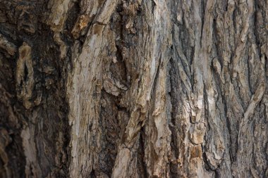 Kahverengi ağaç kabuğu yakın çekim. Ahşap doku. tasarım için ahşap arka plan