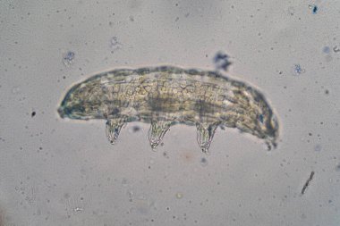 Microscopic view of a tardigrade, also known as a water bear, showcasing its unique segmented body and eight legs with claws