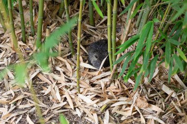 Desmarest 'in hutia' sı, Küba hutia 'sı olarak da bilinir, kuru yaprakların arasında gizlenmiş bir bambu ormanına sığınır.