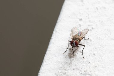 Beyaz bir yüzey üzerinde dinlenen bir sineğin yakın çekimi, bileşik gözlerini ve hassas kanatlarını sergiliyor