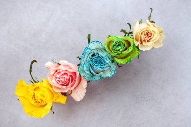 Beş farklı renkli gül sırası bir vazoda sergilenir. Renkler sarı, pembe, beyaz, mavi ve turuncu. Güller bir saatten fazladır boyalı ve çok güzel renklendiriliyor.