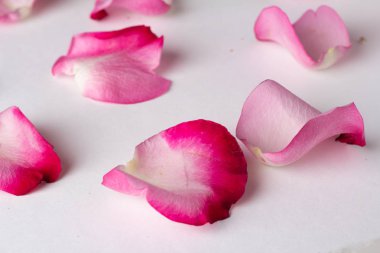bir beyaz arka planı kapat-u üzerinde pembe gül yaprakları