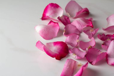 Beyaz arka plan ve tex için alan pembe gül yaprakları