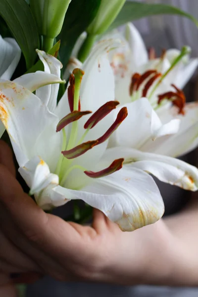 Strauß Weißer Lilien Den Händen Nah — Stockfoto