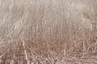 Yakın çekim kuru ot saman alan asbtract arka plan.