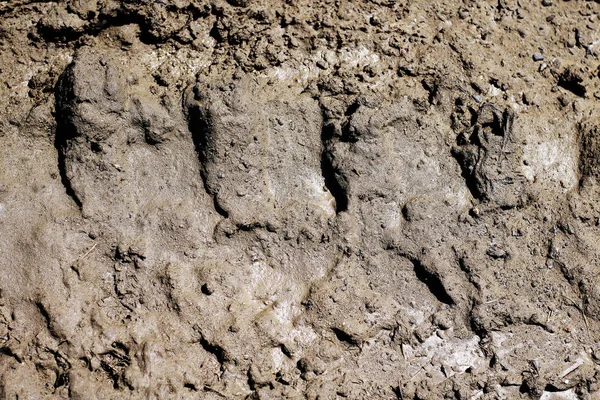 Muddy Ground Rain Wheel Track Imprintbackground Wet Brown Soil Autumn — Stock Photo, Image
