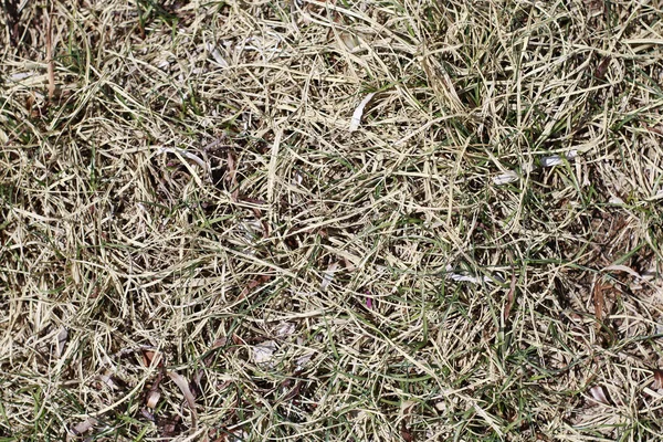 乾燥の茶色の枯れ草を春の新鮮な緑の草が生えています 新しい生活のコンセプトです コピー スペースと抽象的な背景 — ストック写真