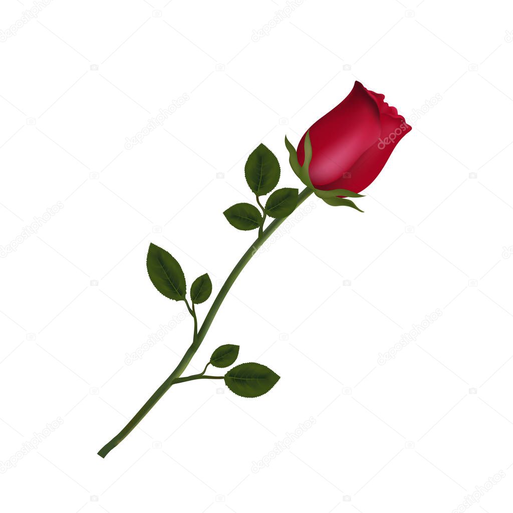 Vector illustration of photo-realistic, highly detailed flower of red rose isolated on white background. Beautiful bud of red rose on long stem. Clip art for valentines, love, wedding, design.