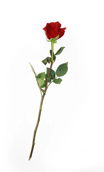 Schöne Knospe Roter Rose Langen Stiel Einzelne Dunkelrote Rubinrose Isoliert — Stockfoto