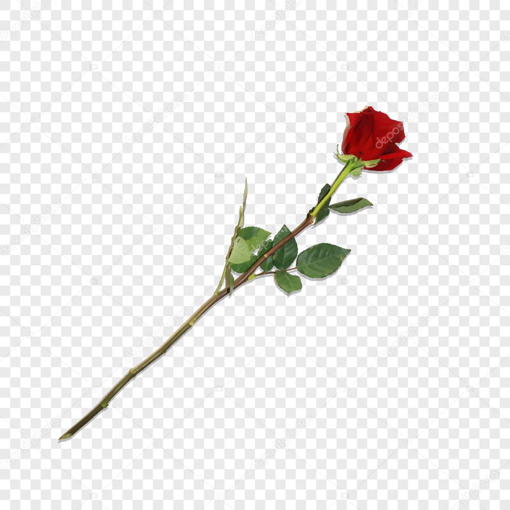 Vector Illustration of Photo-realistic, Highly Detailed Flower of Red Rose Isolated on Transparent Background. Beautiful Bud of Red Rose On Long Stem. Clip Art For Valentines, Love, Wedding, Design.