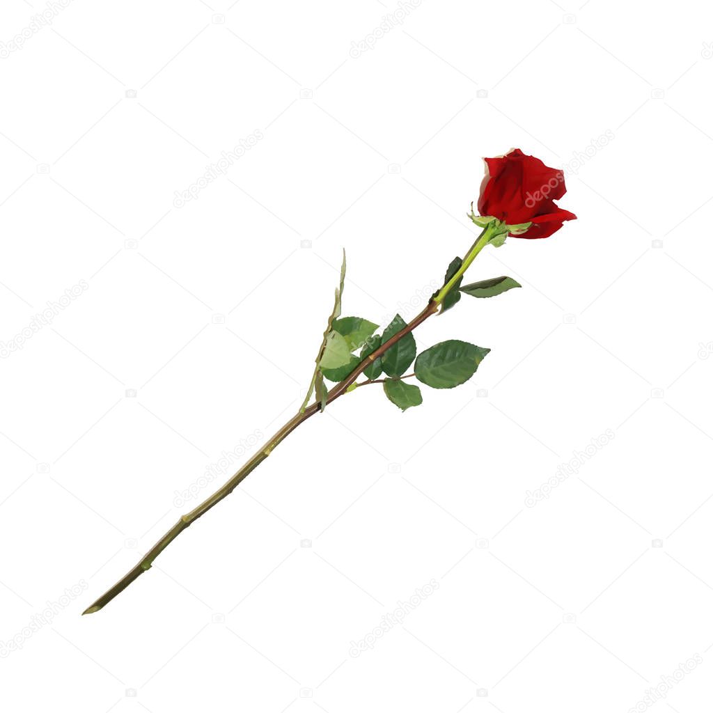Vector Illustration of Photo-realistic, Highly Detailed Flower of Red Rose Isolated on White Background. Beautiful Bud of Red Rose On Long Stem. Clip Art For Valentines, Love, Wedding, Design.
