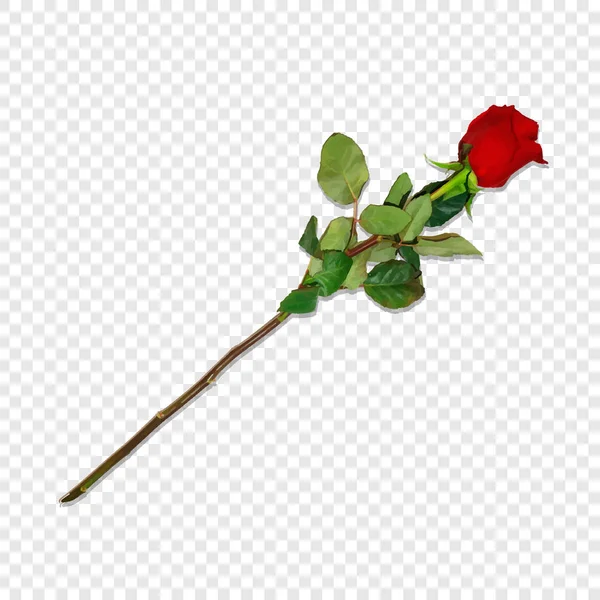 图为在透明背景上分离的长茎上的逼真 高度详细的红玫瑰 美丽的花蕾 情人节剪贴画 婚礼生日贺卡 矢量插图 — 图库矢量图片