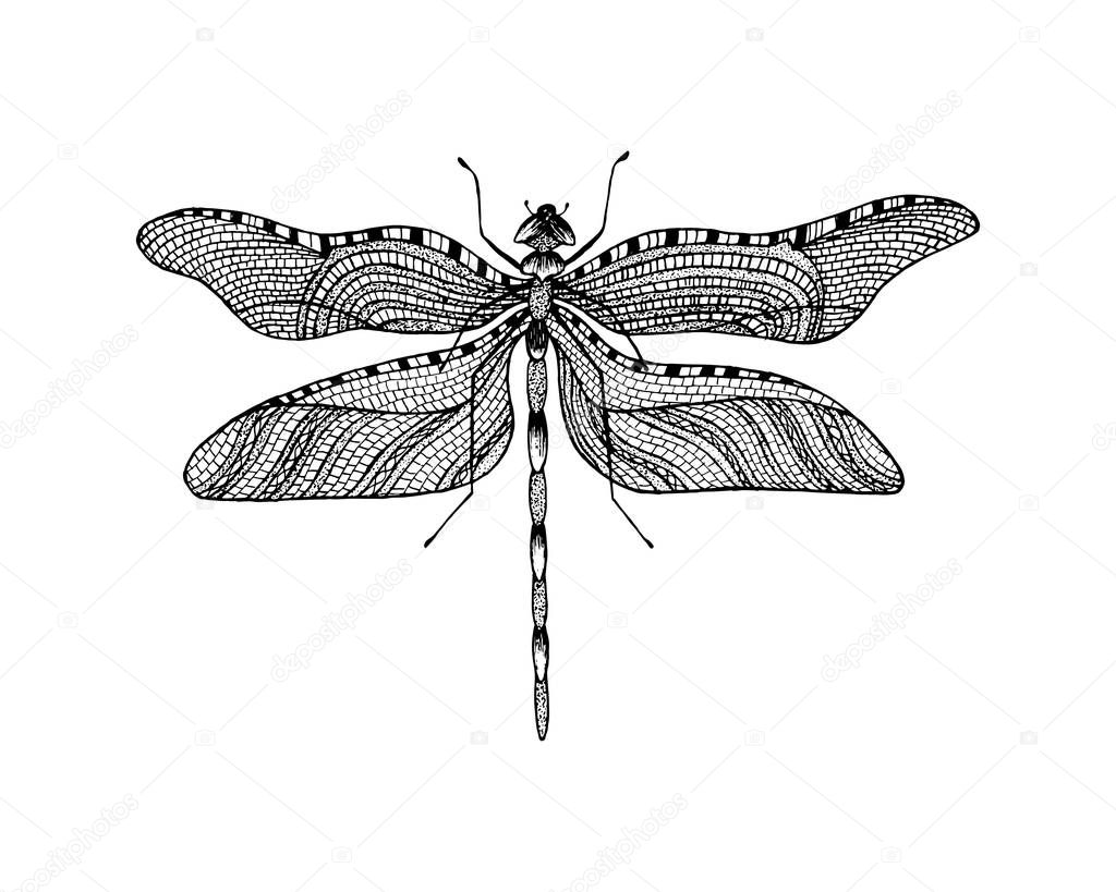 Minimalist elegant Dragonfly logo design with line art style