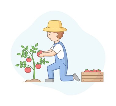 Çiftçi, tahta kutuda Bush 'tan Kırmızı Domates Topluyor. Market bahçesinde çalışan işçi tulumlu ve şapkalı bir erkek. Beyaz Arkaplanda Çizgi Film Vektörü Resimleri. Doğrusal Bileşim, Özet Nesne