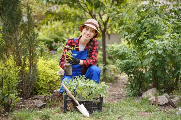 Giardiniere donna che tiene piantina di semenzaio di pomodoro — Foto Stock